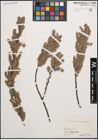 Foto von Salix cinerea L.